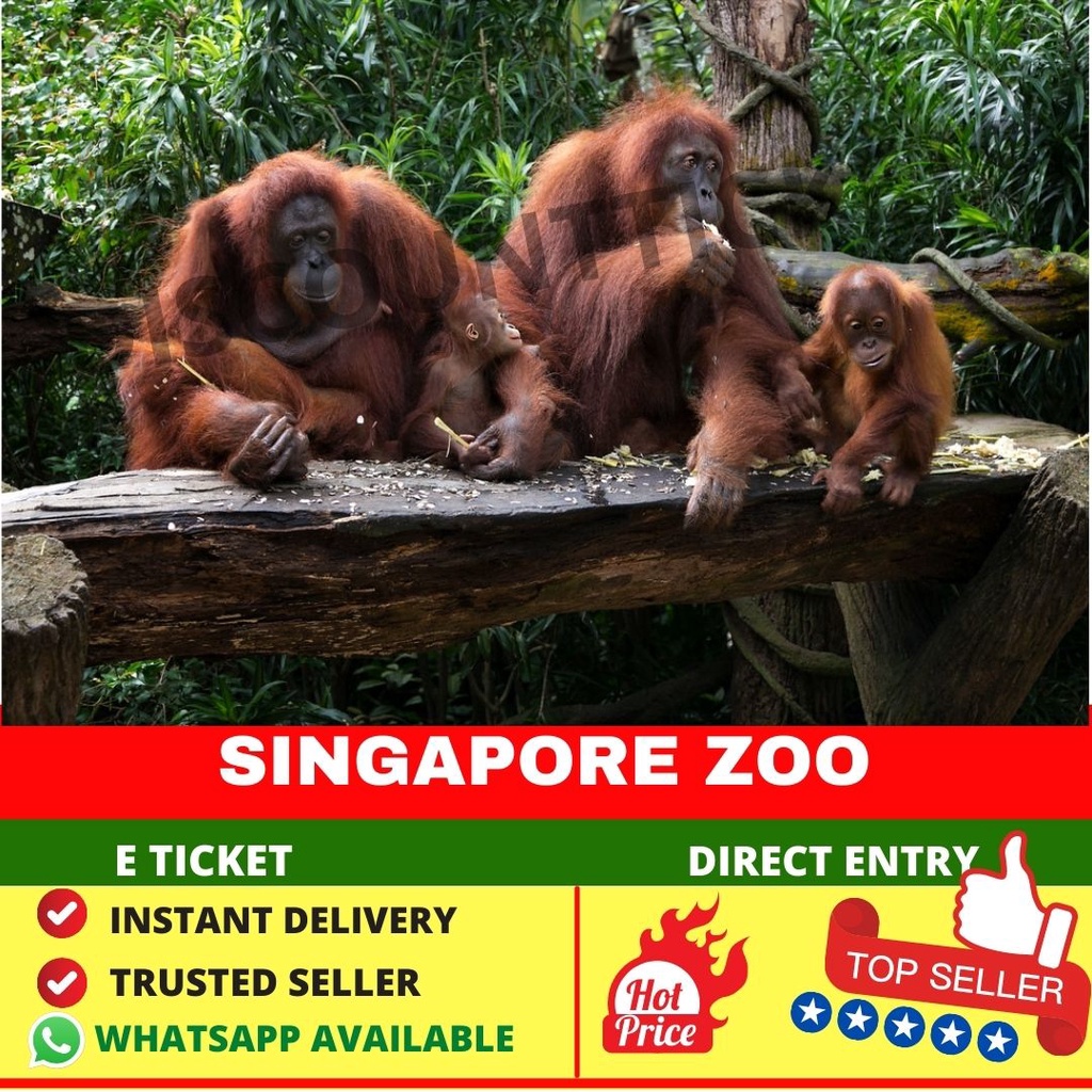 Singapore Zoo with Tram Standard Admission E Tickets ZOO Breakfast ZOO ...