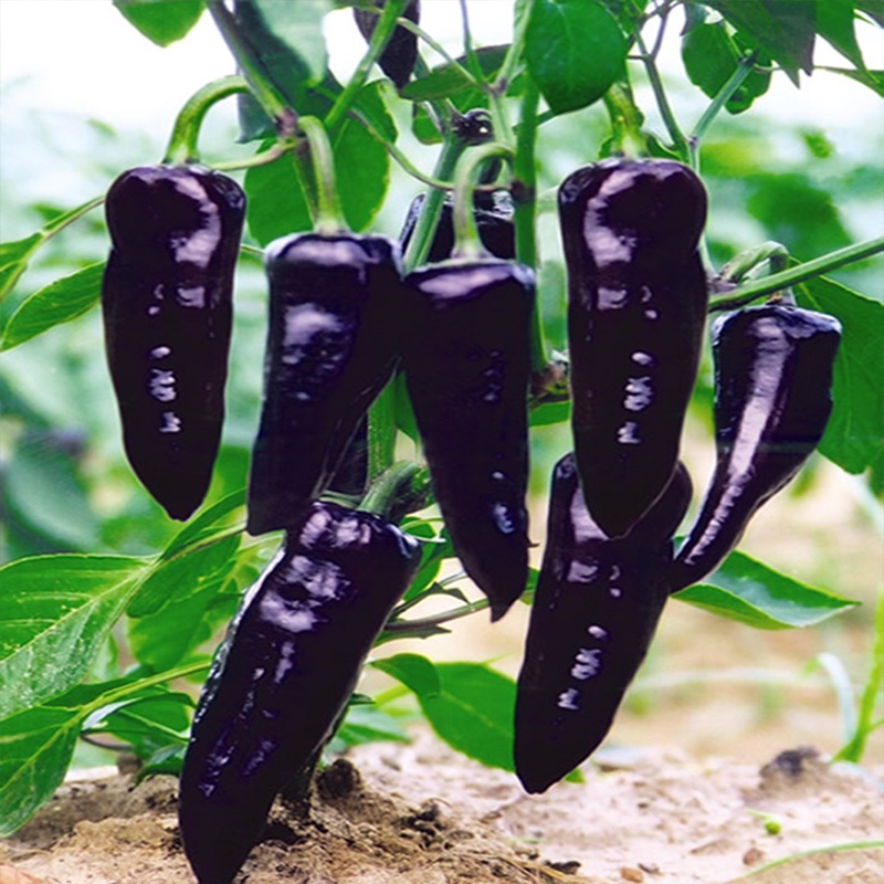 Shiryu Pepper Pepper Seeds Medium and Early Maturity Low Temperature