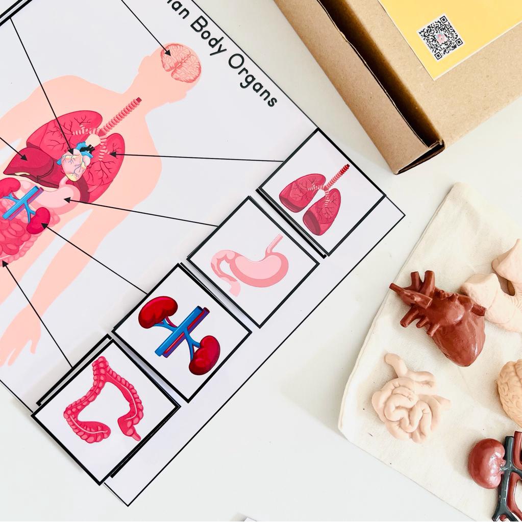 Human Organs Pack Learning Kit Montessori Human Body Organs | Shopee ...