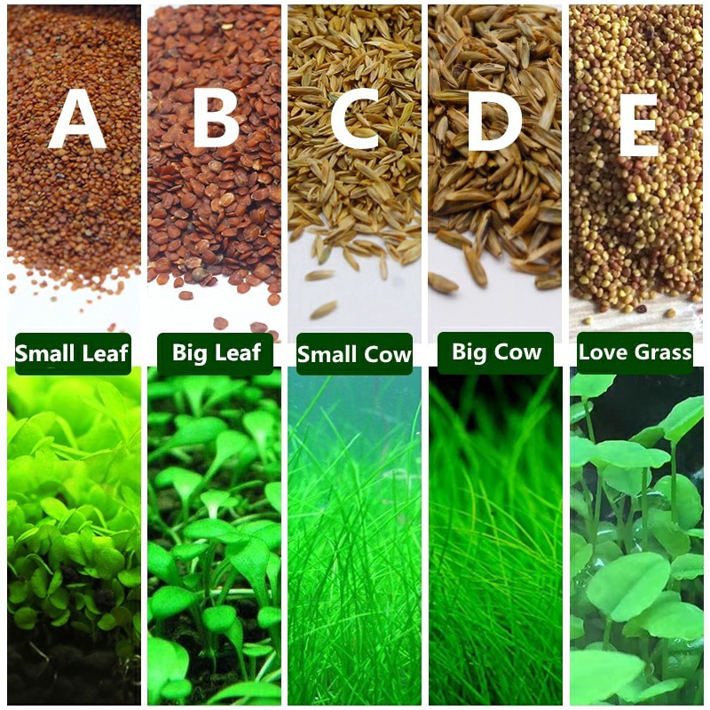 Easy Growing Fish Tank Plant Green Grass Aquarium Grass Mat Lawn Decor/Seed