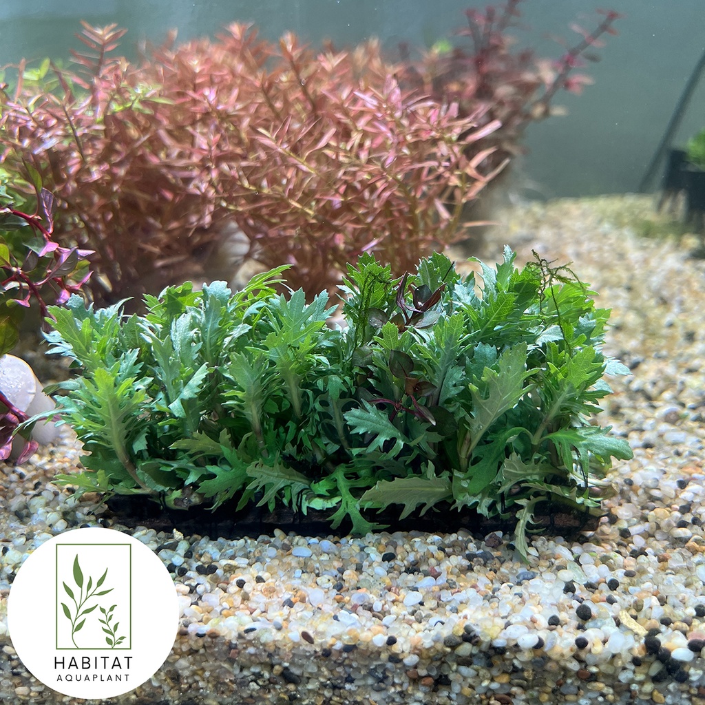 Hygrophila Angustifolia Rubra Aquatic plant - Natural Environment Aquatix