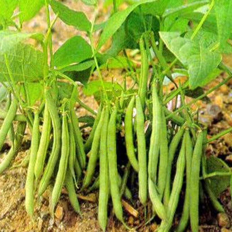 Sweet Beans Seeds Sauteed Green Beans Seeds Early Maturity Beans Spring