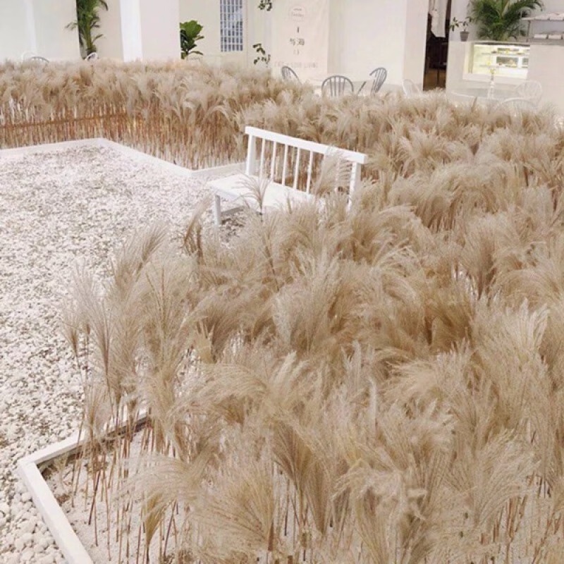 Natural Dried Reed Flower Preserved Fresh Flower Bouquet Window