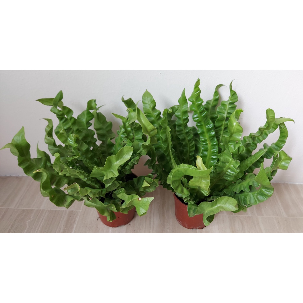 Asplenium Nidus Crispy Wave Curly Wavy Bird's Nest Fern Indoor House