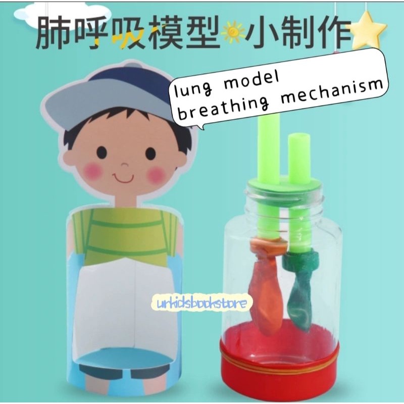 Stock-STEM/STEAM DIY Lung Model Lungs Breathing Mechanism School ...