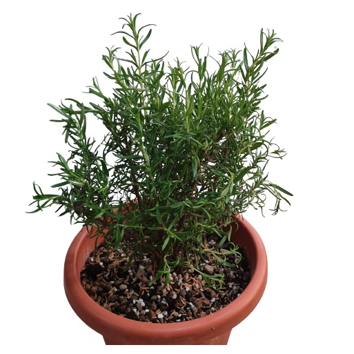 10 Rosemary (Primed) Seeds Faster Germination Seeds Non GMO