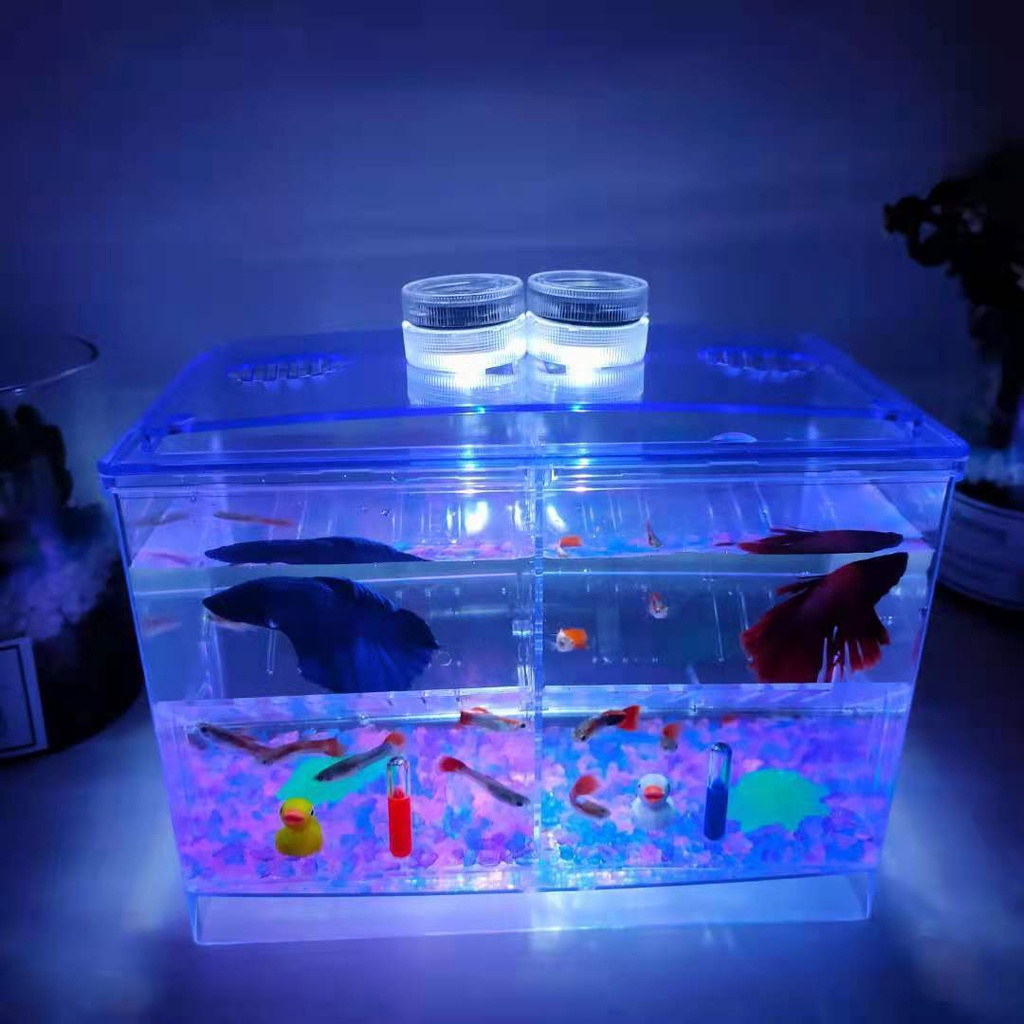 Douyu Isolation Box Plastic Douyu Box Ornamental Fish Tank Small Betta