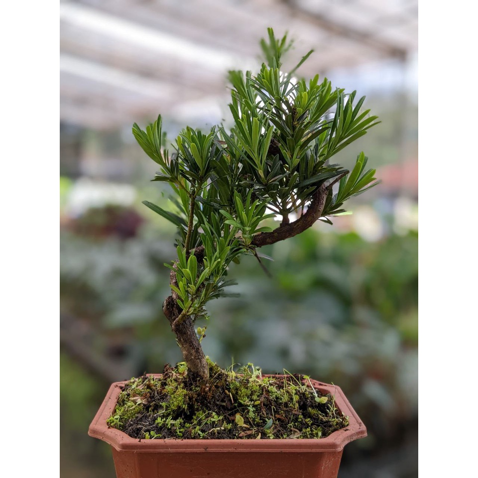 Podocarpus Bonsai - Exotic and Rare Looking Bonsai Tree Plant | Shopee ...