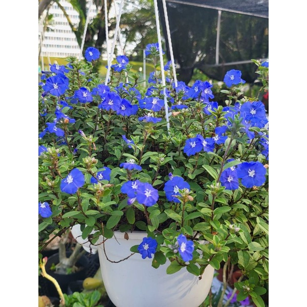Evolvulus glomeratus (Blue Daze/Brazillian Dwarf Morning Glory) outdoor ...