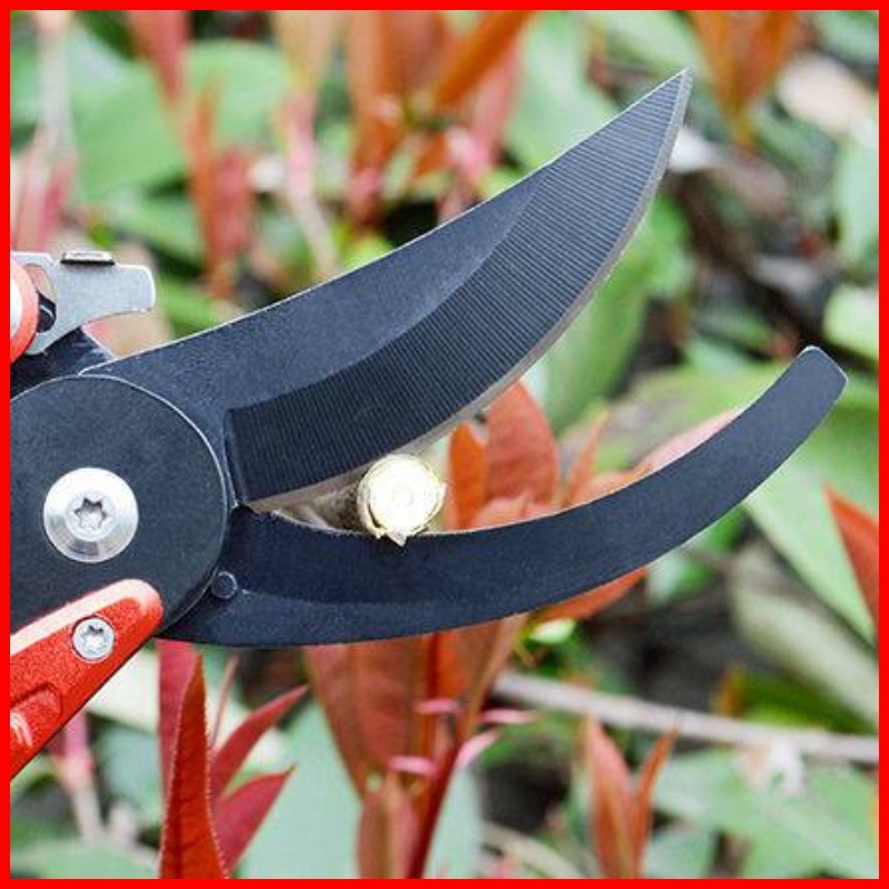 Pruning Shears Fruit Tree Scissors 修剪果树剪艺水果花家用力园艺园艺艺骨枝多骨花 | Shopee ...