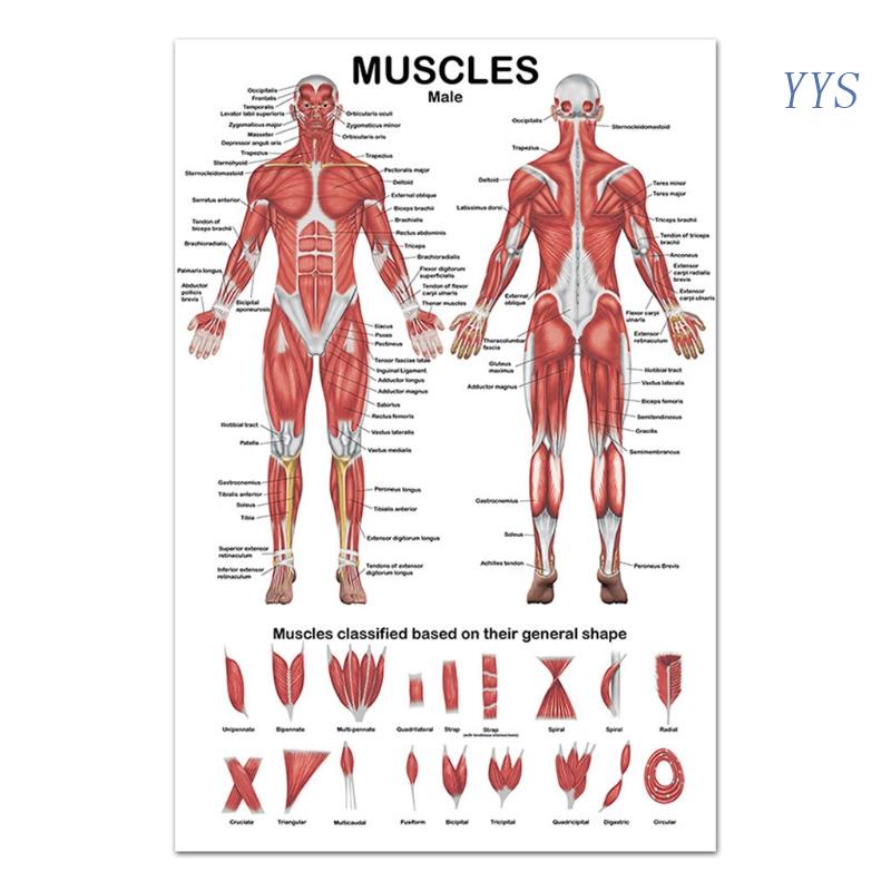 YYS Professional Human Muscular System Anatomical Chart Human Muscle ...