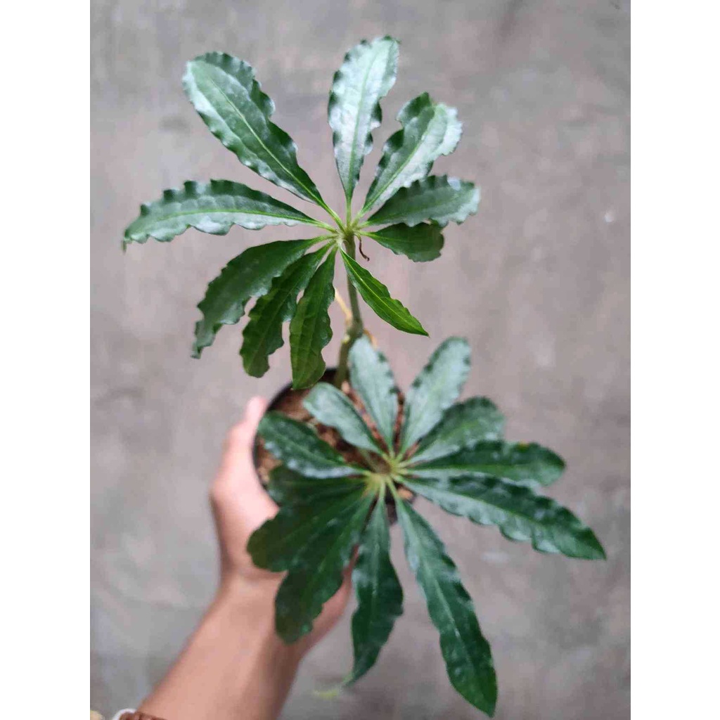 Anthurium Polyschistum Tweed: Exquisite Velvet Leaf Houseplant | Shopee  Singapore