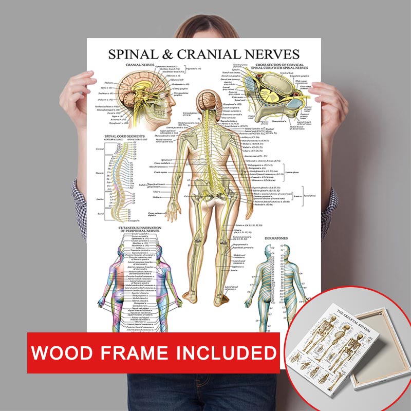 (With Frame) Body Structure Education Poster Body Parts Canvas Painting