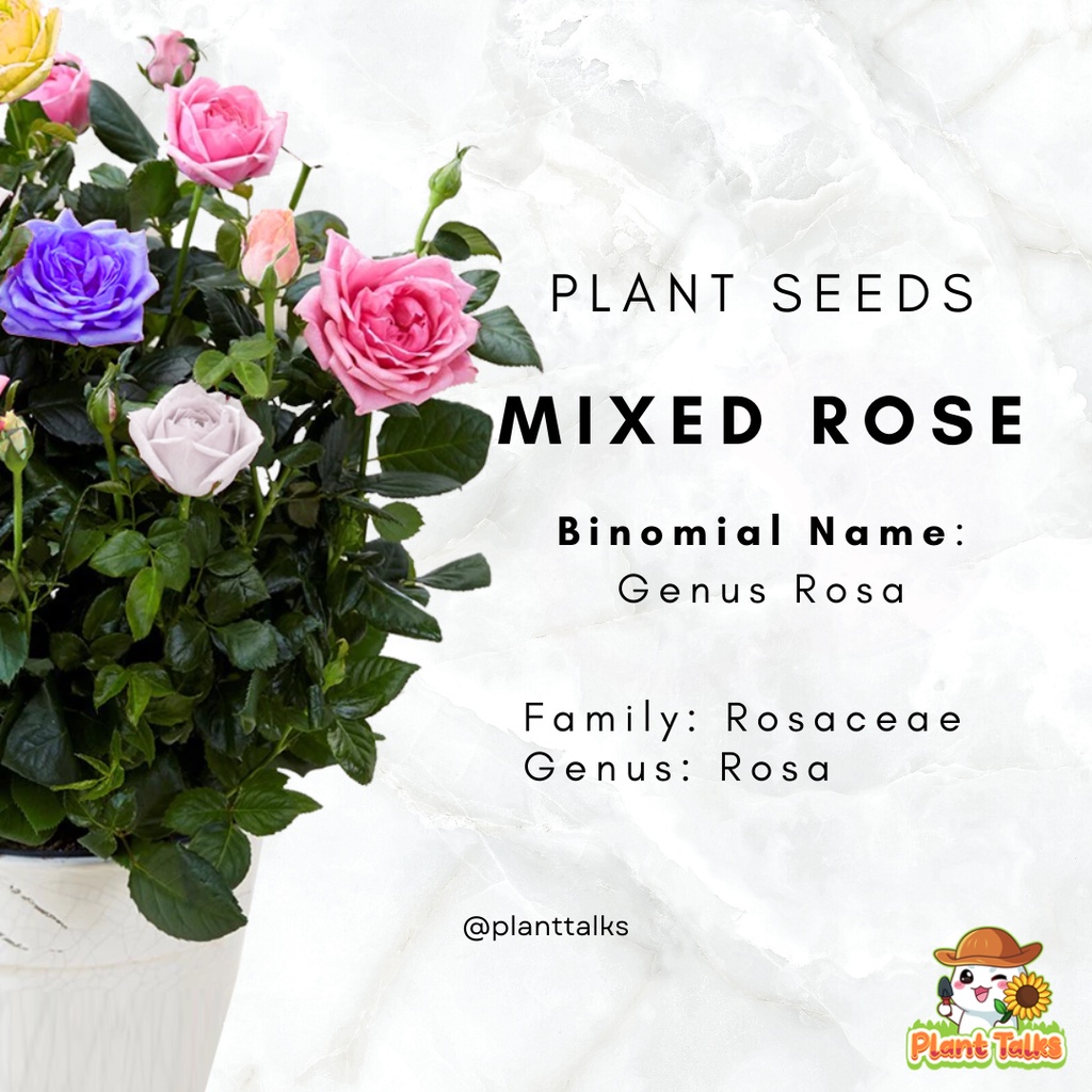 Rose Seed Mix Rose Seed High Germination Rate Rose Flower Seed Flower