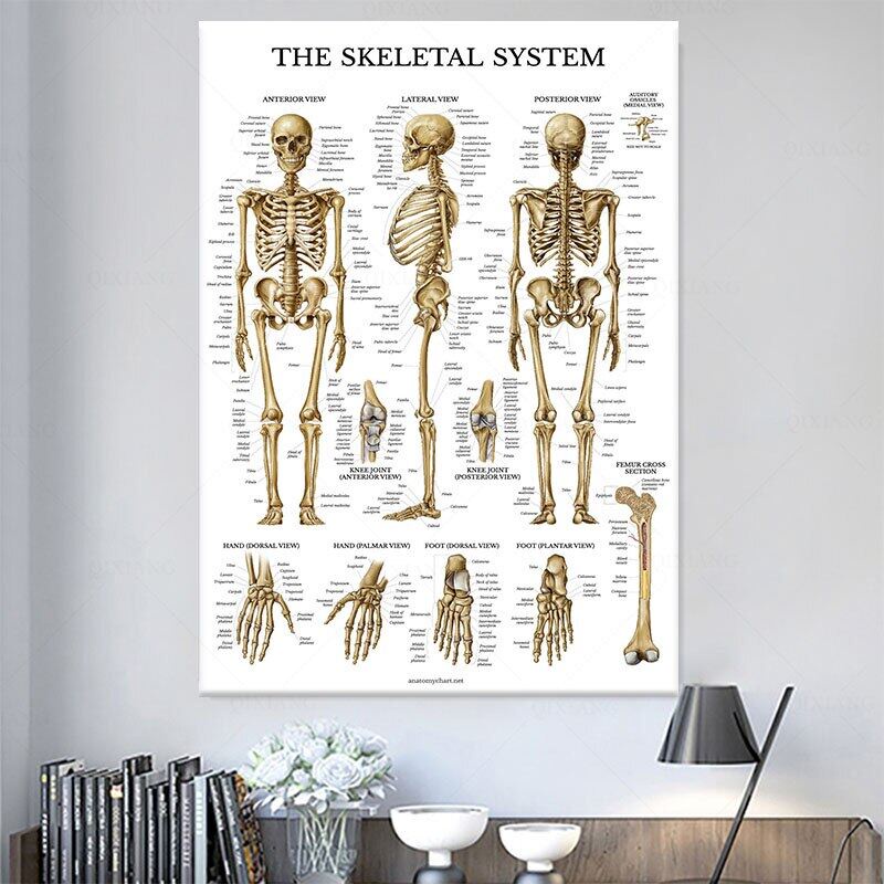 Anatomy Poster Skeletal System Chart Wall Art Body Structure Canvas ...