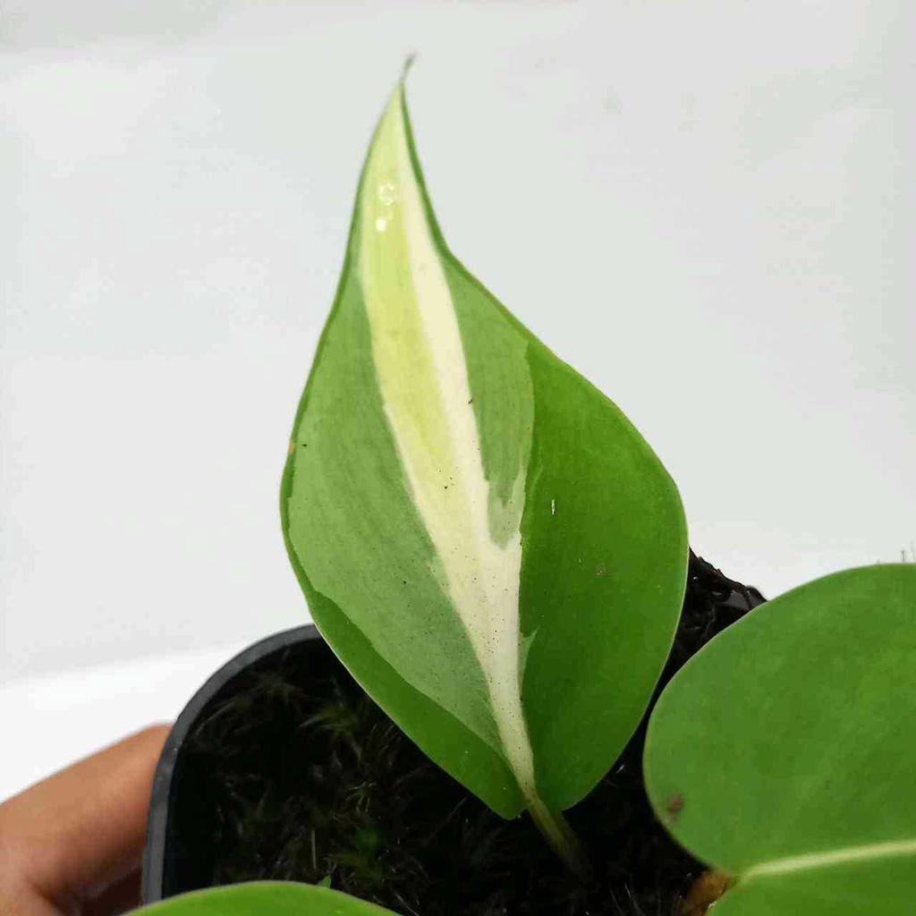 Heartfelt Elegance: The Enchanting Philodendron Cordatum