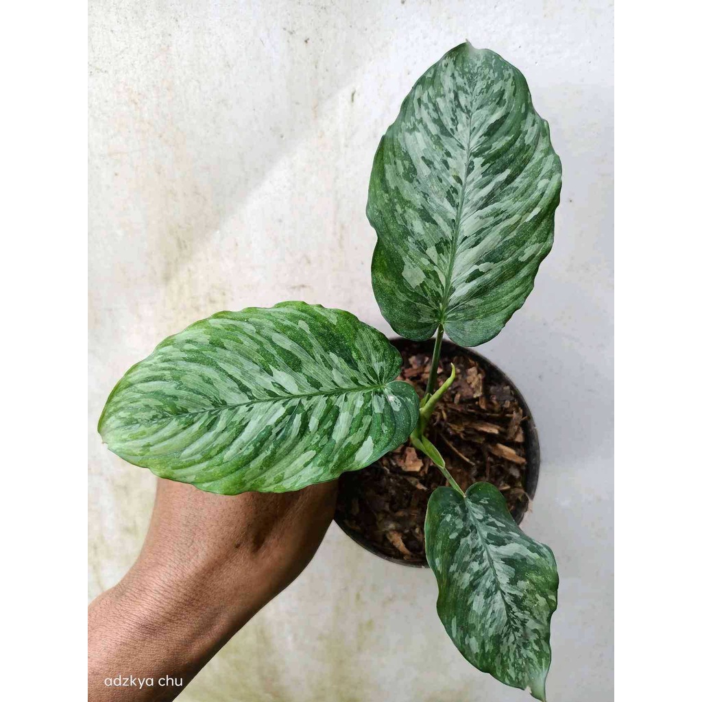 10. Green Sanctuary: Houseplants Ready To Beautify Your Space