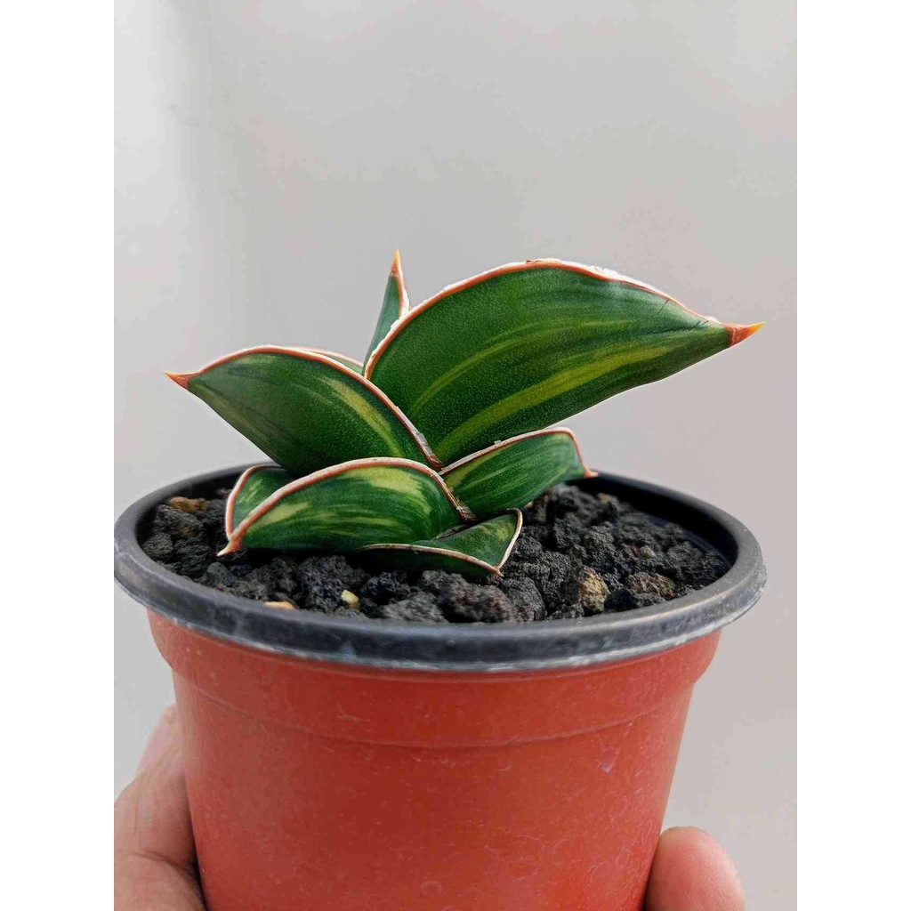 Sindo Sansevieria Samurai Dwarf Bare Rooted Plant A Hardy And Stylish Addition To Your 