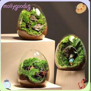 Shop Moss Terrarium Reptiles with great discounts and prices online - Dec  2023