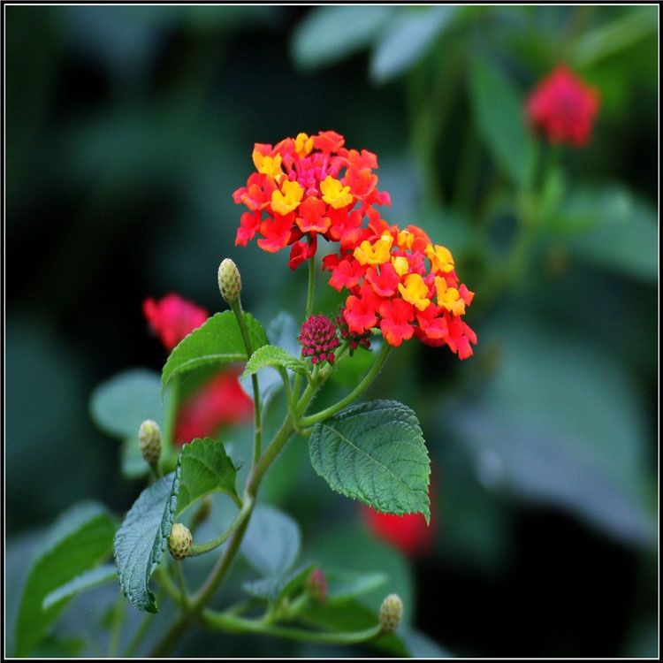 Five-color plum seeds Multicolored flower seeds Grass lantana seeds ...