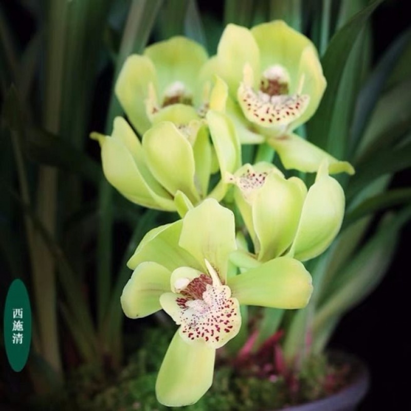 Fragrant Orchid Seedling Big Flower Cymbidium Faberi Blue Black ...