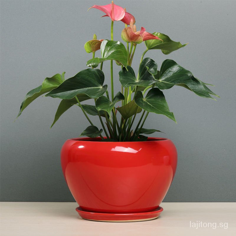 【In stock】Extra LargeLargeMedium Festive Flowerpot Household Indoor