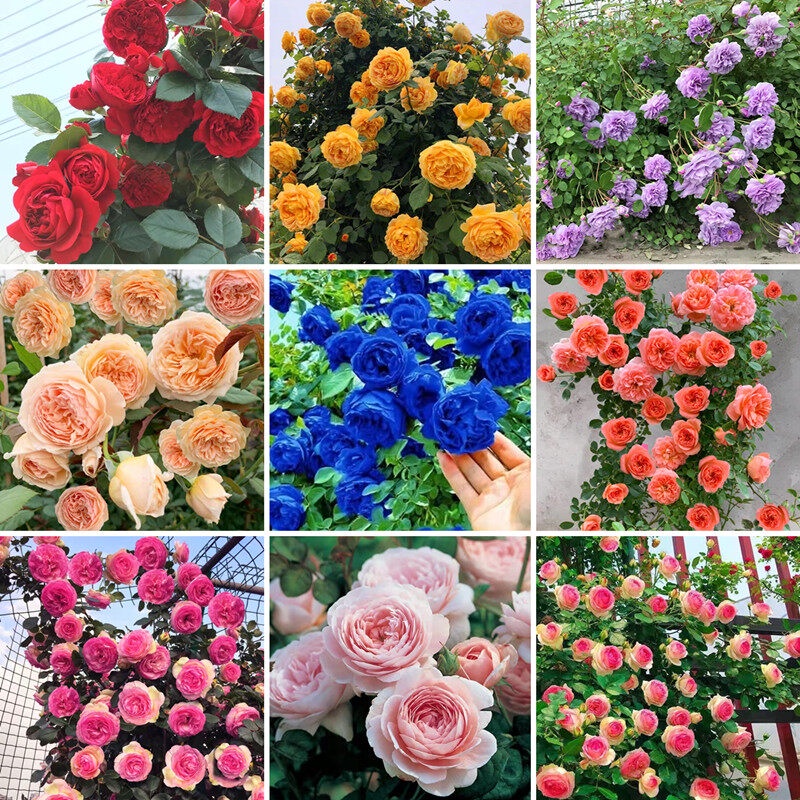 Buto Ng Bulaklak 70seeds Colorful Climbing Rose Flower Seed for Sale