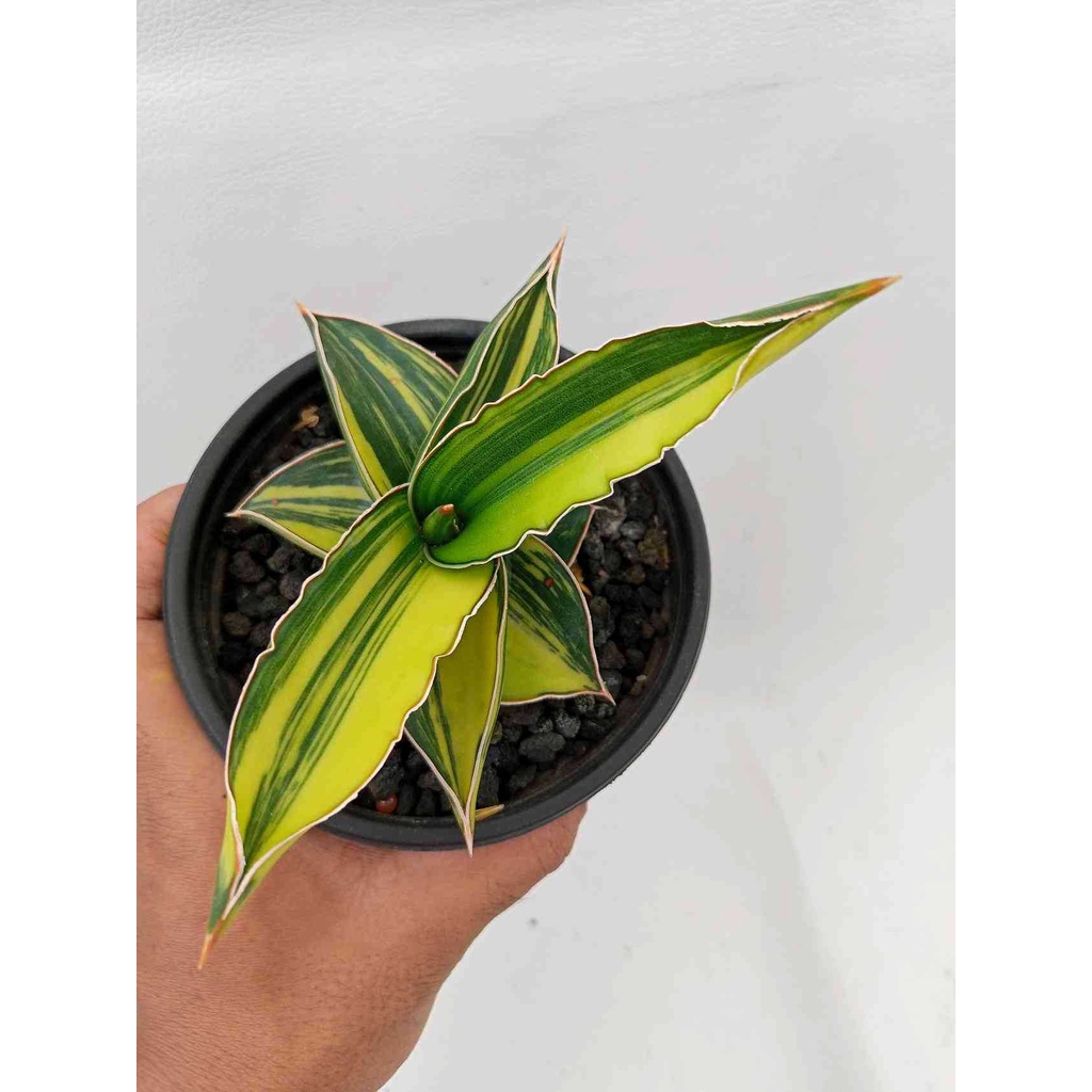 Sindo Elegant Sansevieria Samurai Dwarf Bare Rooted Plant A Majestic Touch To Your Indoor 