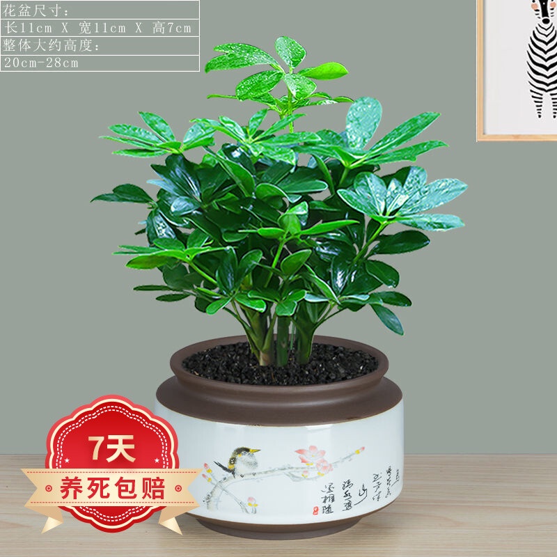 Buy evergreen Products At Sale Prices Online - May 2026 | Shopee Singapore