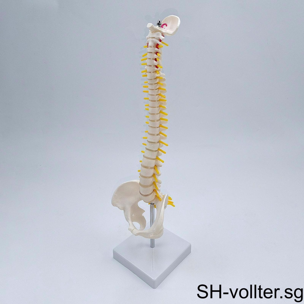 Spine Model Vertebral Column Anatomical for Kids Learning Display ...