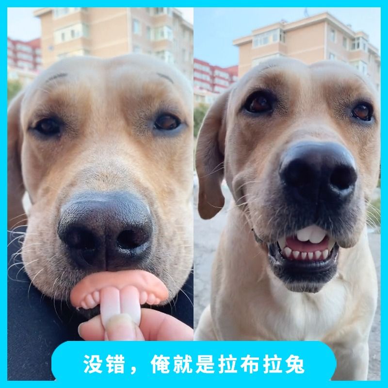 Dog Denture Pet Toy Funny Spoof Dog Groundhog Rabbit Big Door