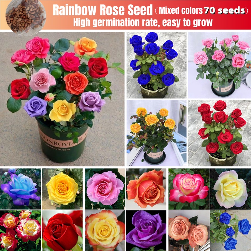 [Fast Germination] Rainbow Rose Seeds Flower Seeds for Planting Flowers (Mixed 70 Seeds