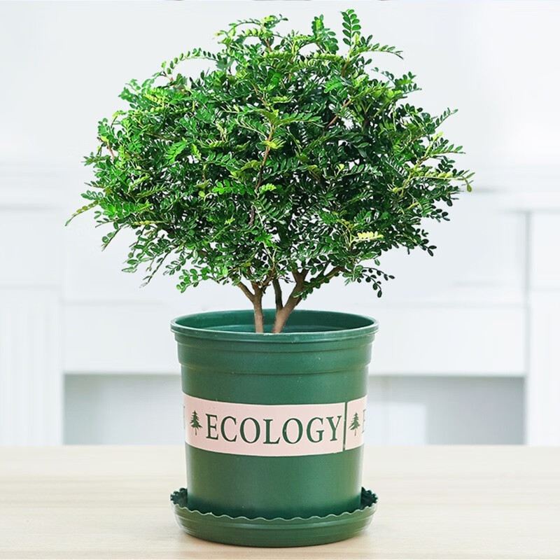 绿植花卉清香木清香型胡椒木盆栽植物驱蚊驱虫除甲醛室内客厅阳台好养绿植 | Shopee Singapore
