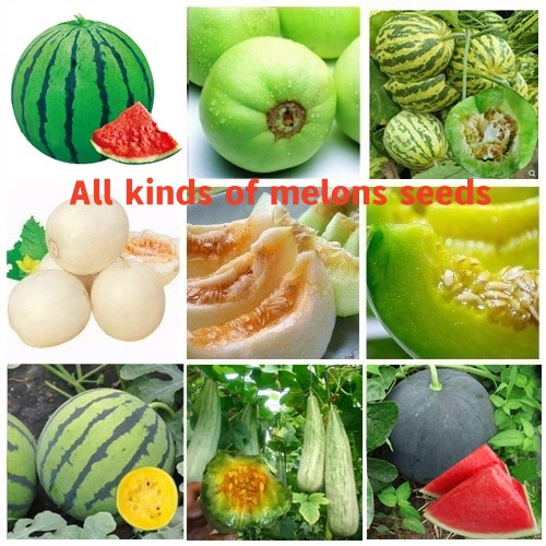 Various types of melons, ball vegetable seeds High germination rate (fr
