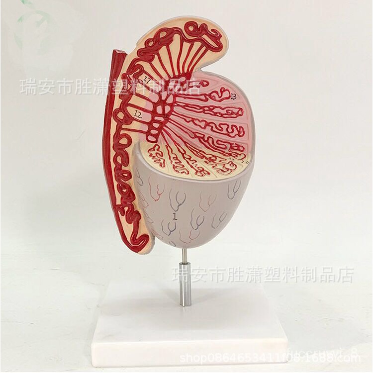 YQ29 Anatomical Model of Male Reproductive System Testes Male