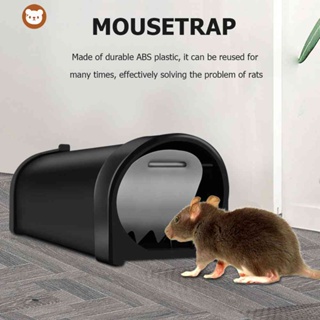 Why Your Rat Trap May Not Work – Ratsense Singapore