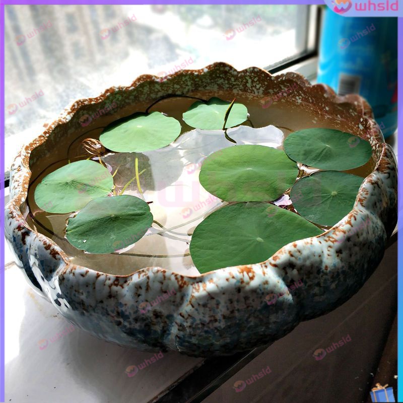 Narcissus Pot Large Hydroponic Hydrocotyle Lysimachiae Christina