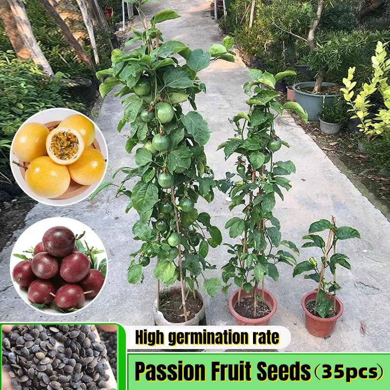 [Fast Growing] Red & Yellow Passion Fruit Seed for Sale (35pcs Per Pack