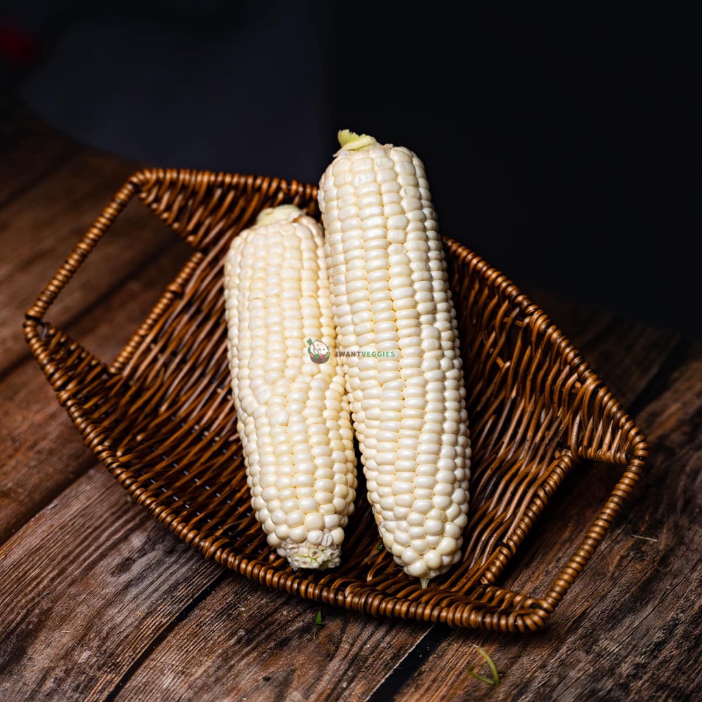 White Sweet Corn 白玉米 (PCS/粒) | Shopee Singapore