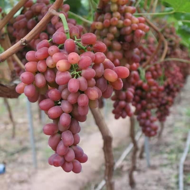 Grape Seedlings South and North Planting Field Cultivation Potted