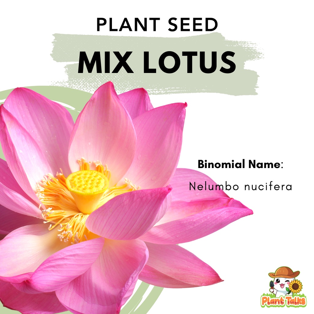 Plant Talks Lotus Flower Seed Aquatic Plant Seeds Shopee Singapore