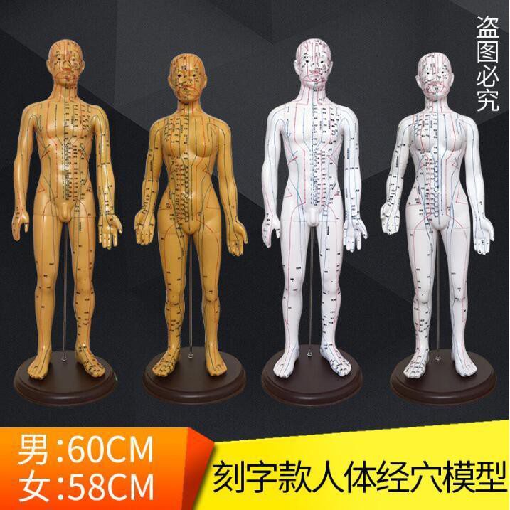 AID Hd Traditional Chinese Medicine Acupuncture Point Human Model