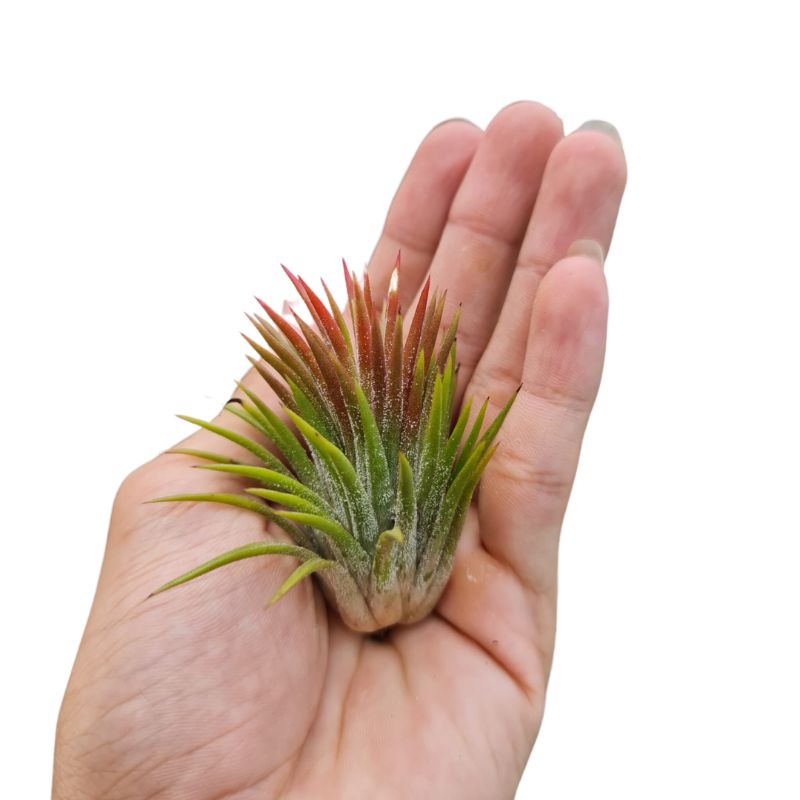 ☘️ Air plant - Tillandsia Ionantha Thick Leaves [S00056] [Not 