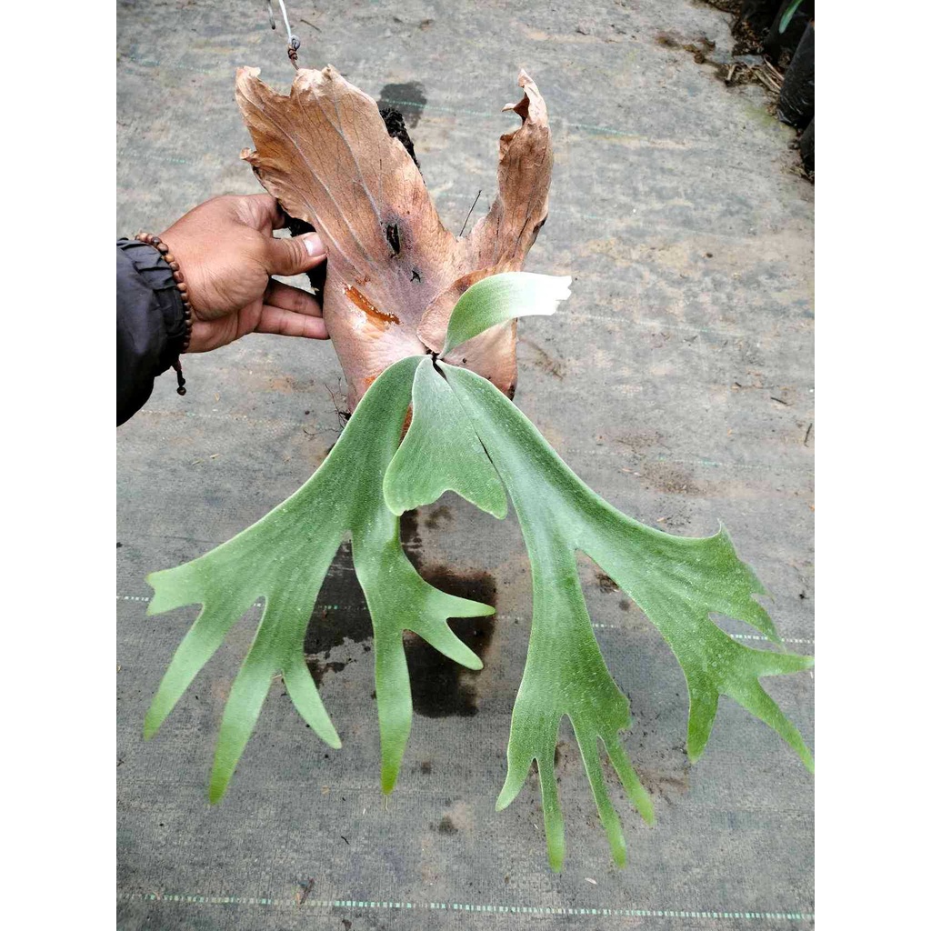 A Living Masterpiece: The Japanese Maple Fern Leaf