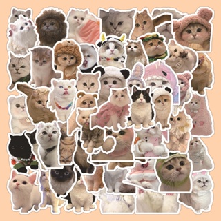 50 Pcs cute cat stickers, funny cat emoticons, graffiti stickers,  polypropylene waterproof, laptop, skateboard, scrapbook, suitcase, luggage,  guitar, computer, mobile phone