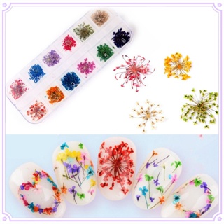 1 Box 10g Dried Flower Nail Decoration 12 Colors Natural Floral