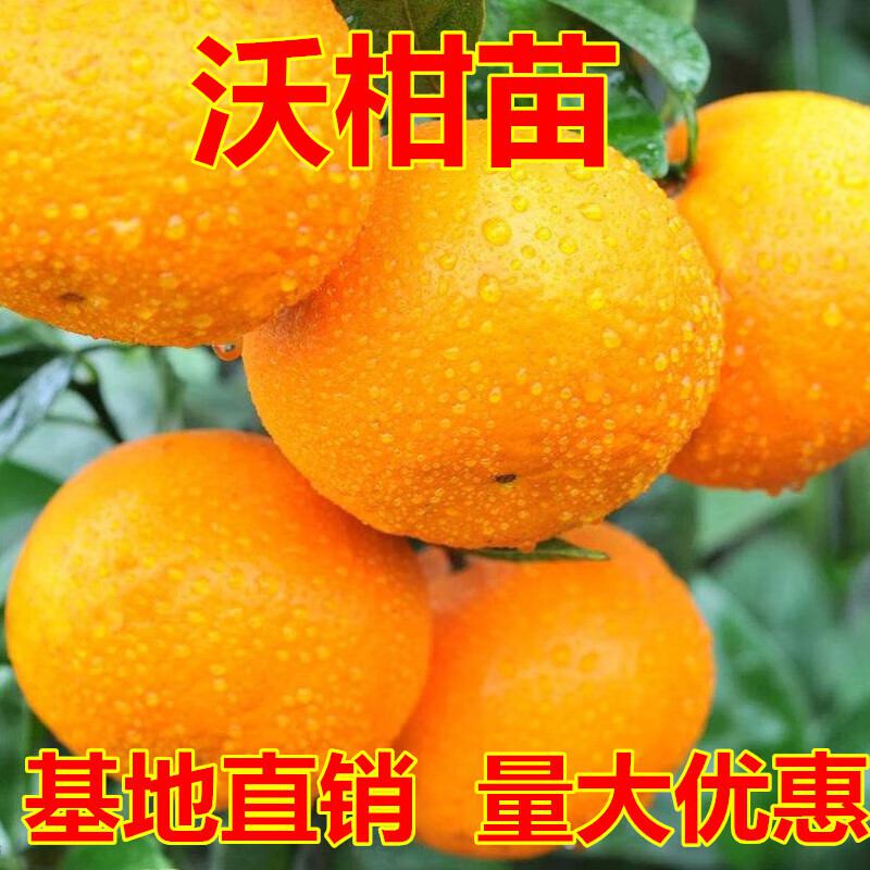 Ouwu Authentic091Seedless Wo Orange Seedlings Grafting Wo Orange