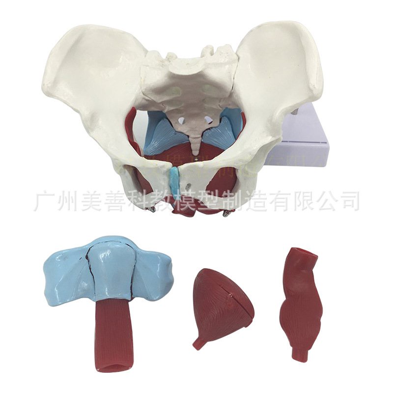 Yq29 Female Pelvic Reproductive Anatomy Model Female Pelvic Structure Bladder Pelvic Floor