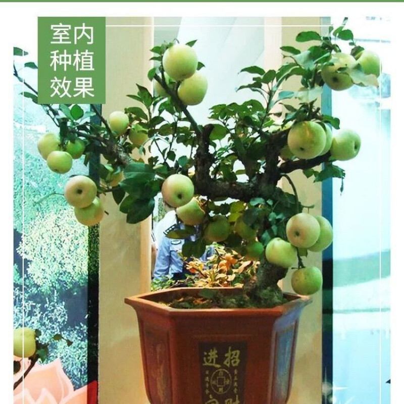 Fruit Delivery Apple Tree Seedlings Dwarf Apple Tree Potted Plants