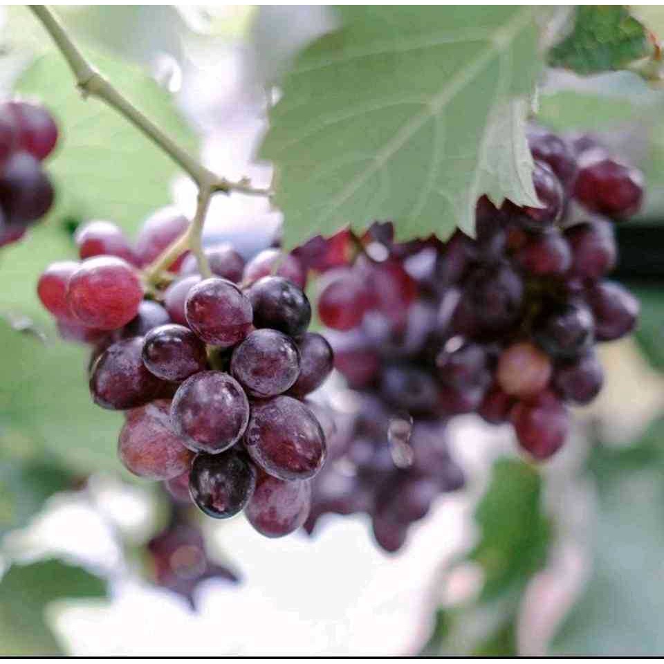 Sindo Grafted Grape / Vitis Vinifera Plant Grow Your Own Delicious